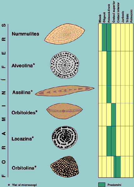 Els fóssils més freqüents a Catalunya són els foraminífers (Edat Oligocè - Cretaci Inferior). Seccions vistes al microscopi