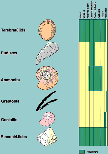 Els fóssils més freqüents a Catalunya són fóssils braquiópods, bivlavs, cefalòpods i hemicordats (Edat Paleozoic a Miocè)