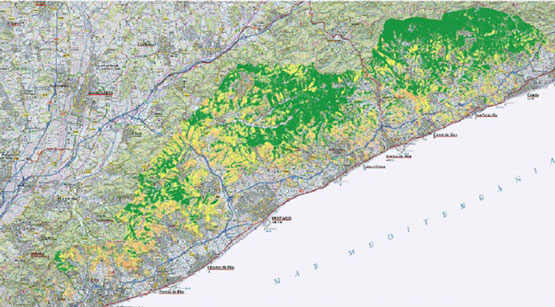 Mapa on es mostra que el decaïment de la massa forestal s'estén per tota la zona d'estudi